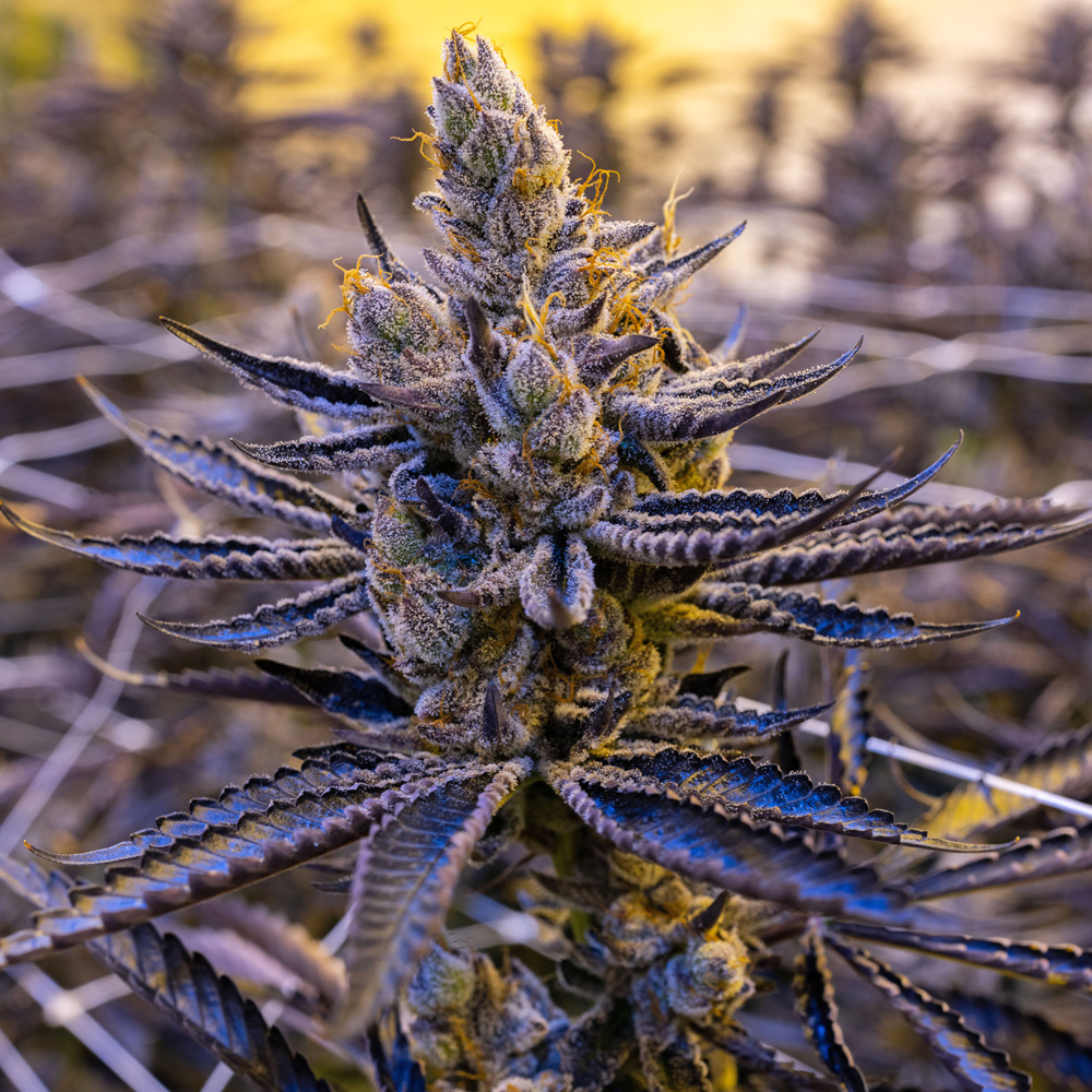 GELATO X MIMOSA Harmony Extracts